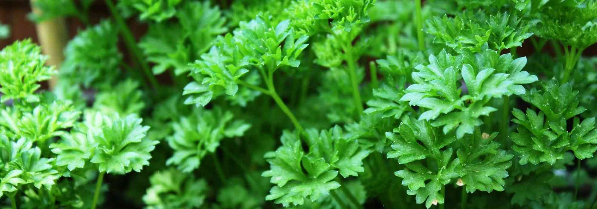 To grow parsley in a pot
