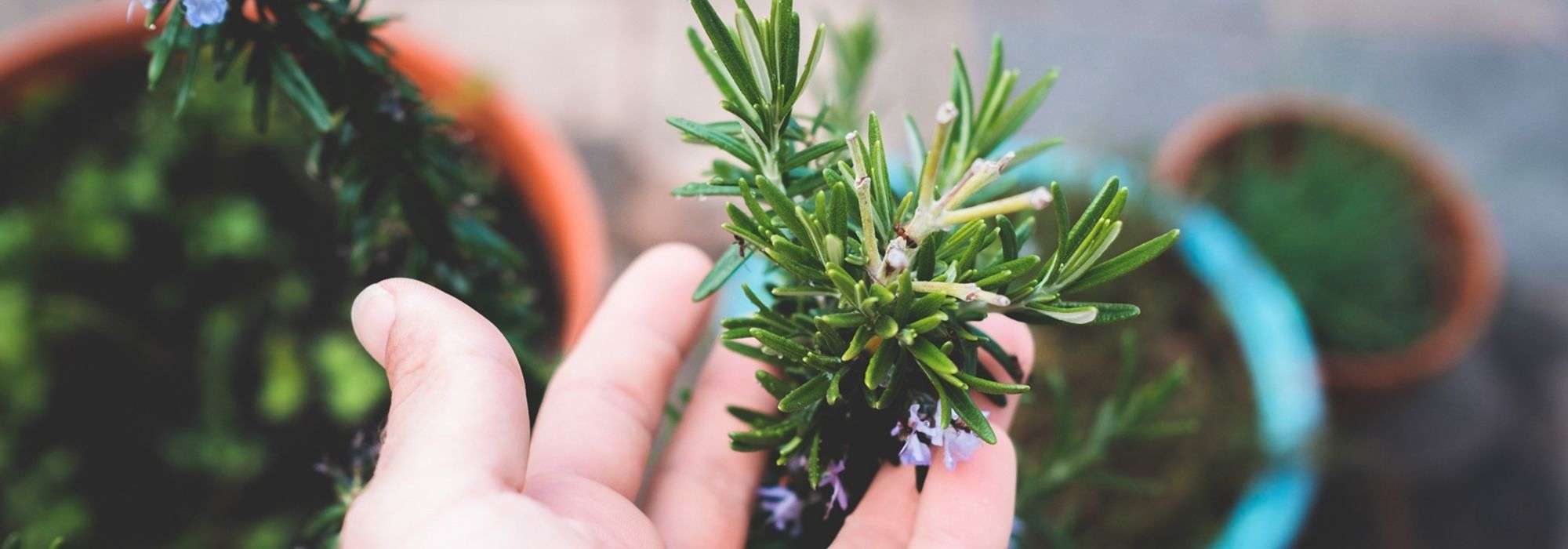 Growing rosemary in a pot