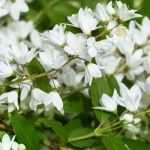 Deutzia: 5 lovely pairing ideas