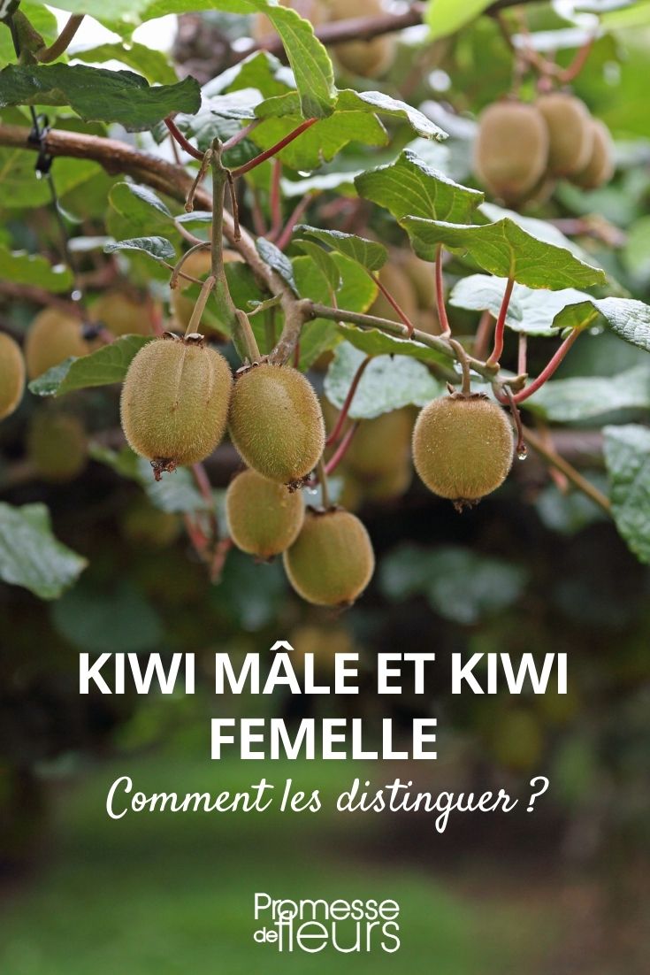 Distinguishing Male and Female Kiwi Plants

In the world of gardening, understanding the differences between male and female plants is crucial for successful cultivation, especially when it comes to kiwi plants. Kiwi plants are dioecious, meaning that individual plants are either male or female. This distinction is particularly important because only female plants produce fruit, while male plants are necessary for pollination.

### Identifying Male Kiwi Plants

Male kiwi plants can be identified by their flowers, which are generally larger and more vibrant than those of female plants. The flowers of male kiwis also contain several stamens—the part of the flower that produces pollen. These stamens are usually yellow and prominent.

### Identifying Female Kiwi Plants

Female kiwi plants, on the other hand, have flowers that contain a central pistil, which is the part of the flower responsible for receiving pollen. The pistil is usually larger and more pronounced in female flowers. Additionally, the petals of female kiwi flowers are typically smaller and less showy compared to their male counterparts.

### Importance of Both Genders in Kiwi Cultivation

For kiwi cultivation, having both male and female plants is essential. Generally, one male plant is sufficient to pollinate several female plants. This ratio ensures effective pollination, leading to better fruit production.

Understanding the differences between male and female kiwi plants not only enhances your gardening skills but also maximizes the yield of your kiwi crops. Whether you are a hobbyist or a professional gardener, recognizing these distinctions can greatly influence the success of your gardening endeavors.