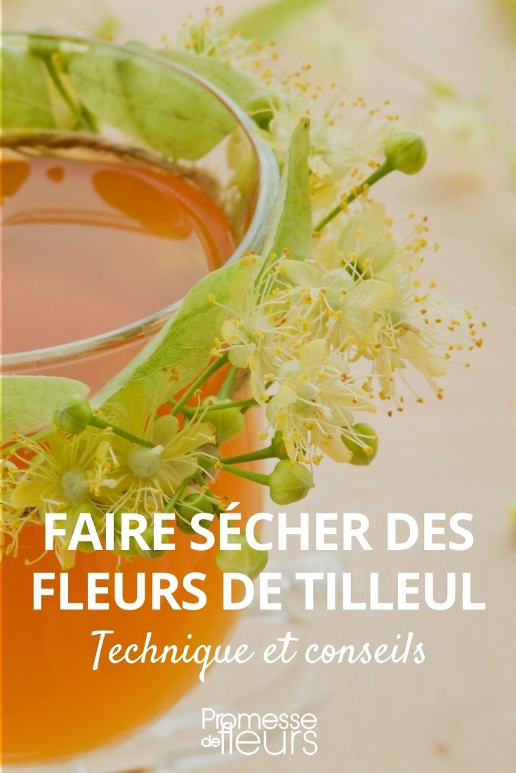 Drying Lime Blossoms