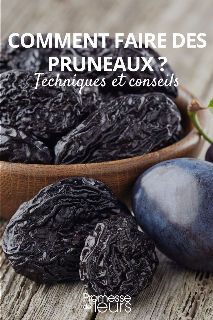 Drying Plums to Make Prunes