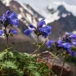 9 perennial plants to create an alpine rockery