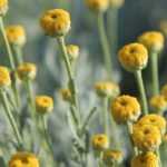 How to grow santolina in a pot?