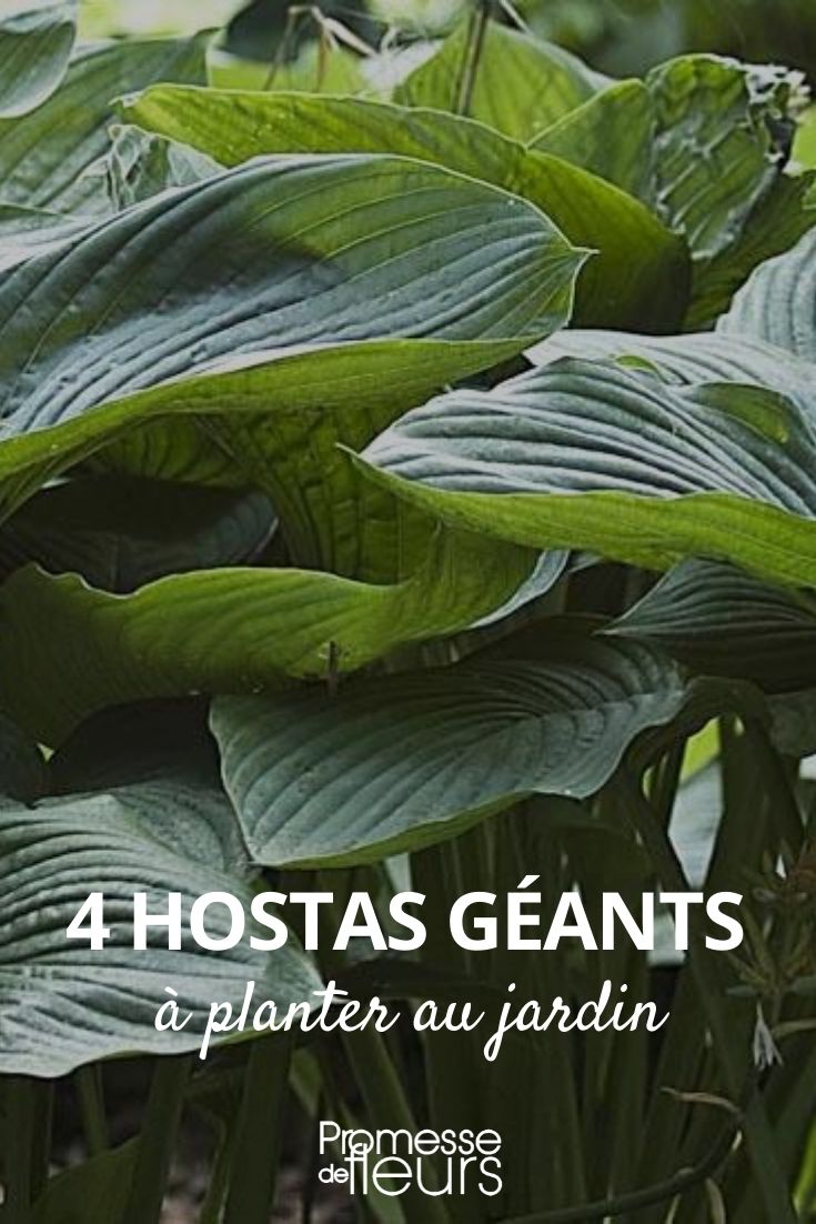 Selection of Giant Hostas
