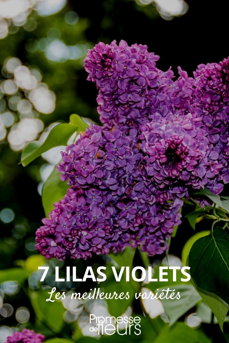 Selection of Purple Lilacs