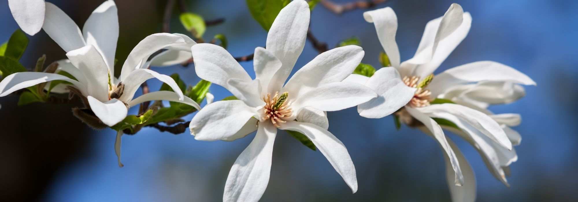 White-flowered magnolias