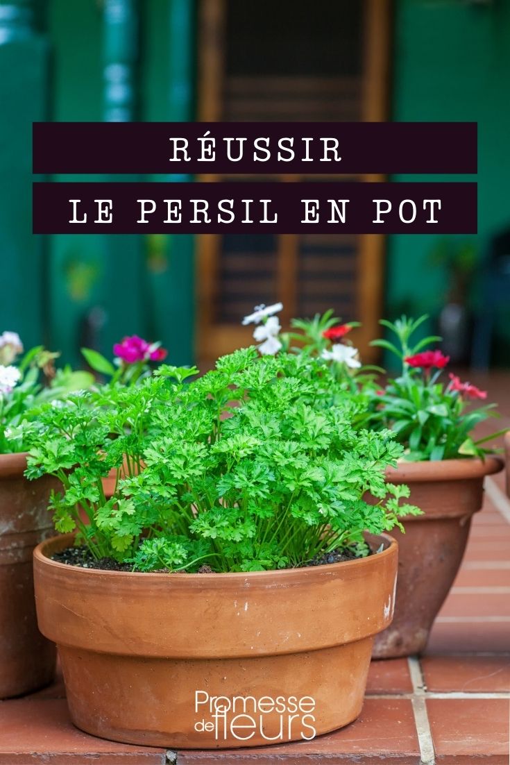 Growing Parsley in Pots