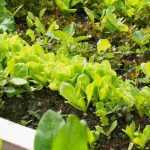 Creating a vegetable garden in stony soil