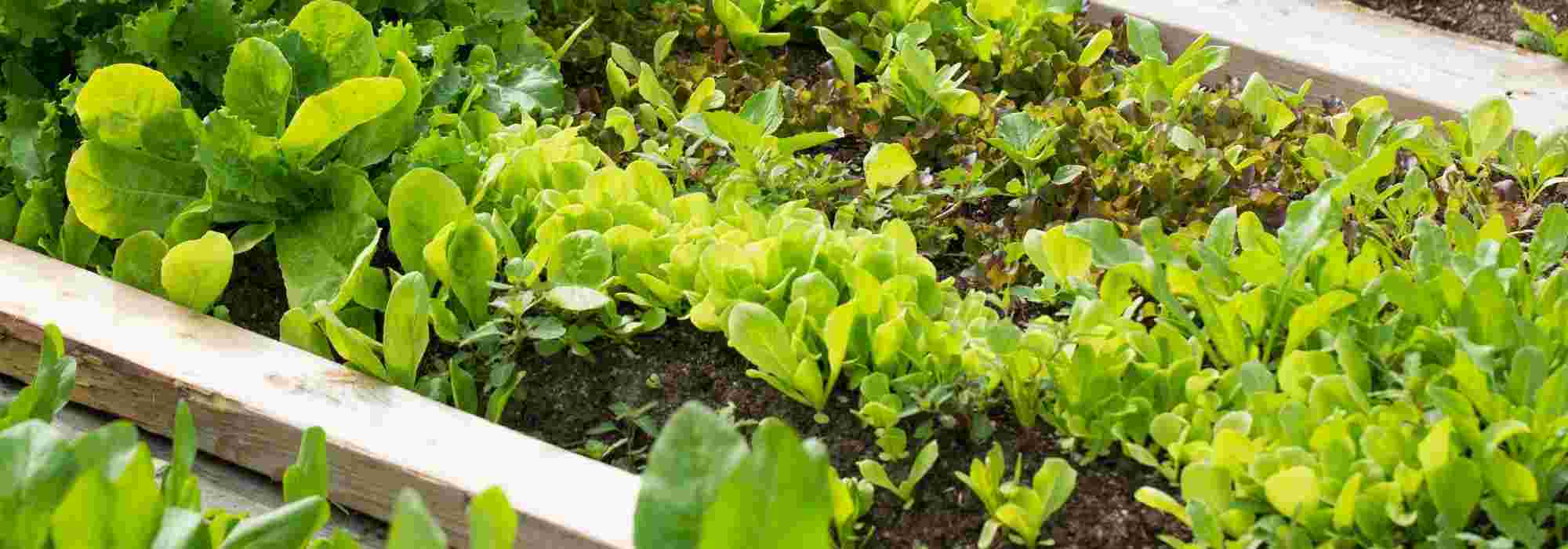 Creating a vegetable garden in stony soil