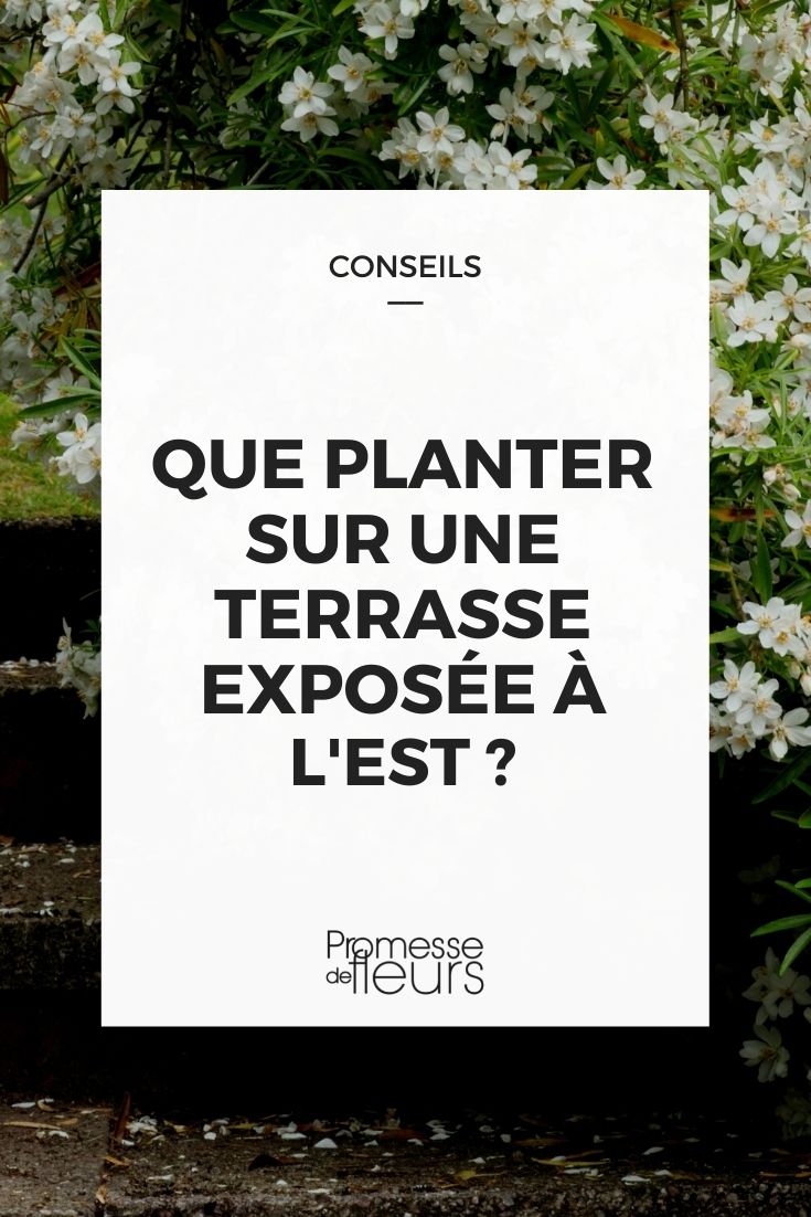 What to Plant on a Terrace