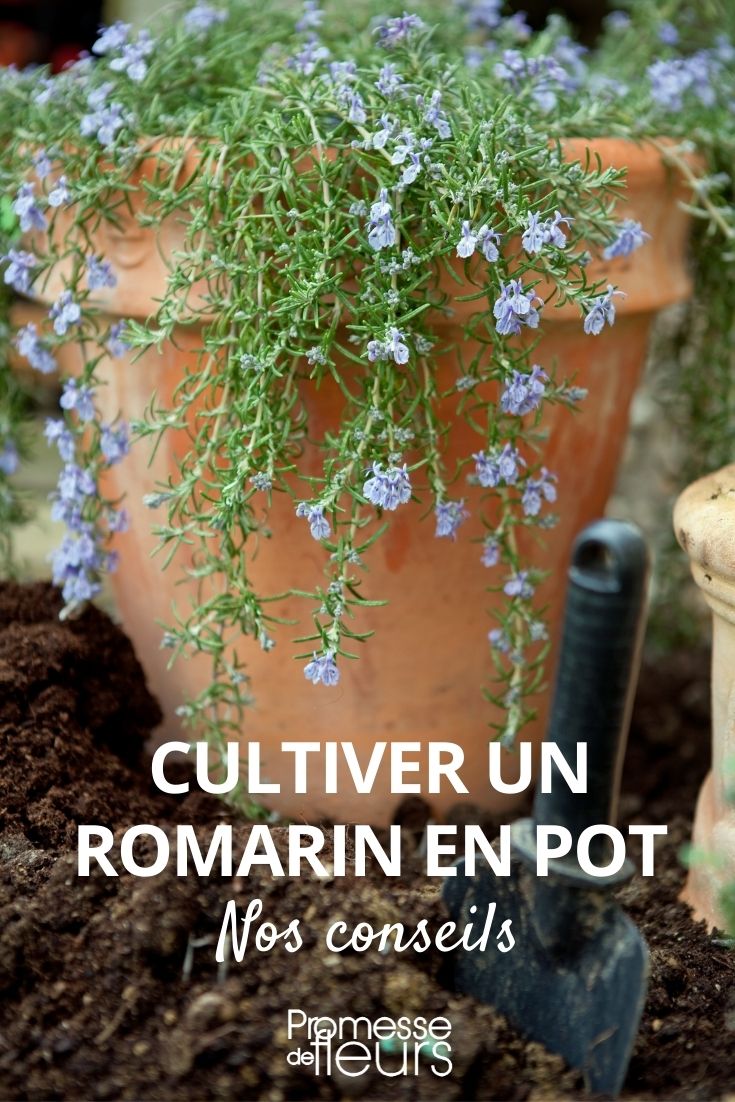 Growing Rosemary in a Pot