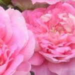 Roses of the Seventh Art