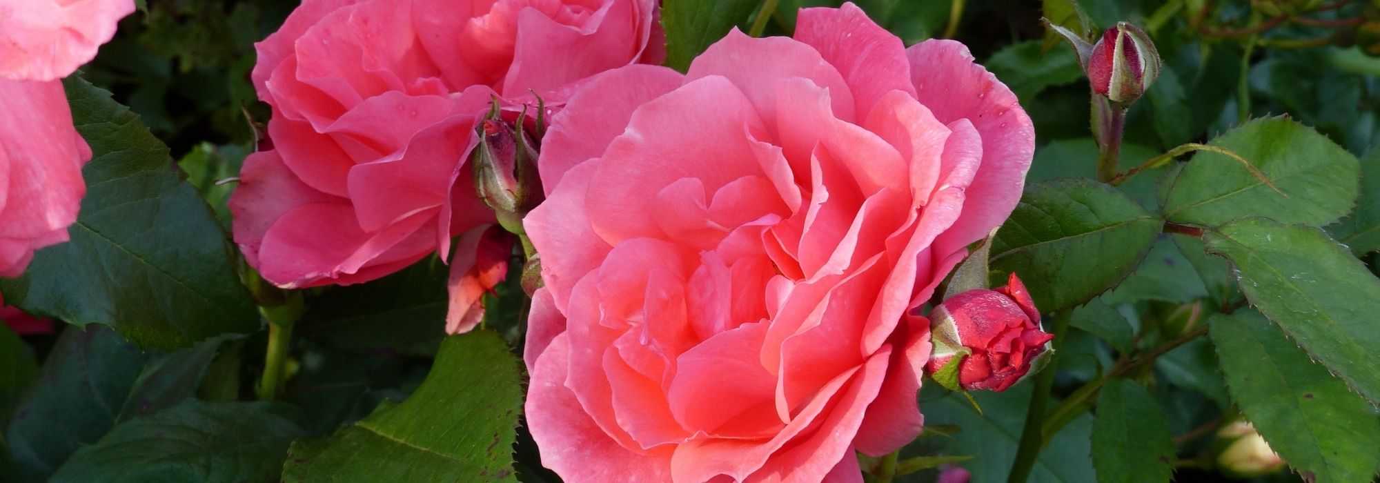 Roses named after historical figures