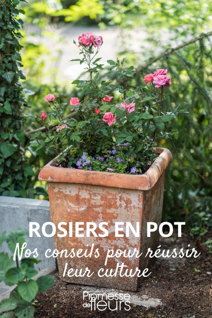 Growing a Rose in a Pot