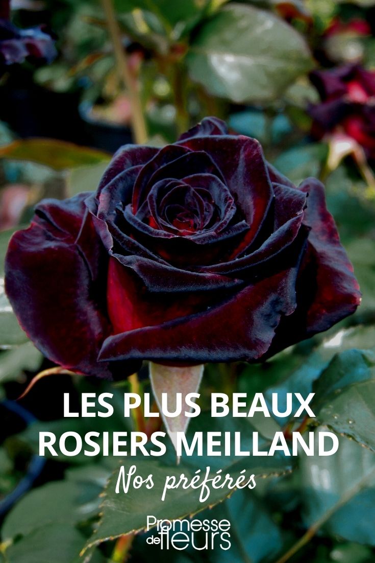 Meilland rose