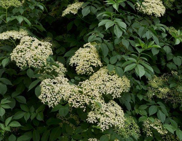 When and how to dry elderflowers?