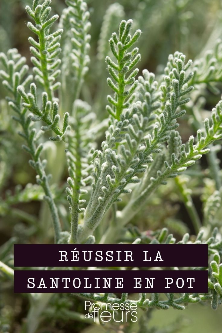 Growing Cotton Lavender in Containers