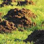 4 plants that repel moles