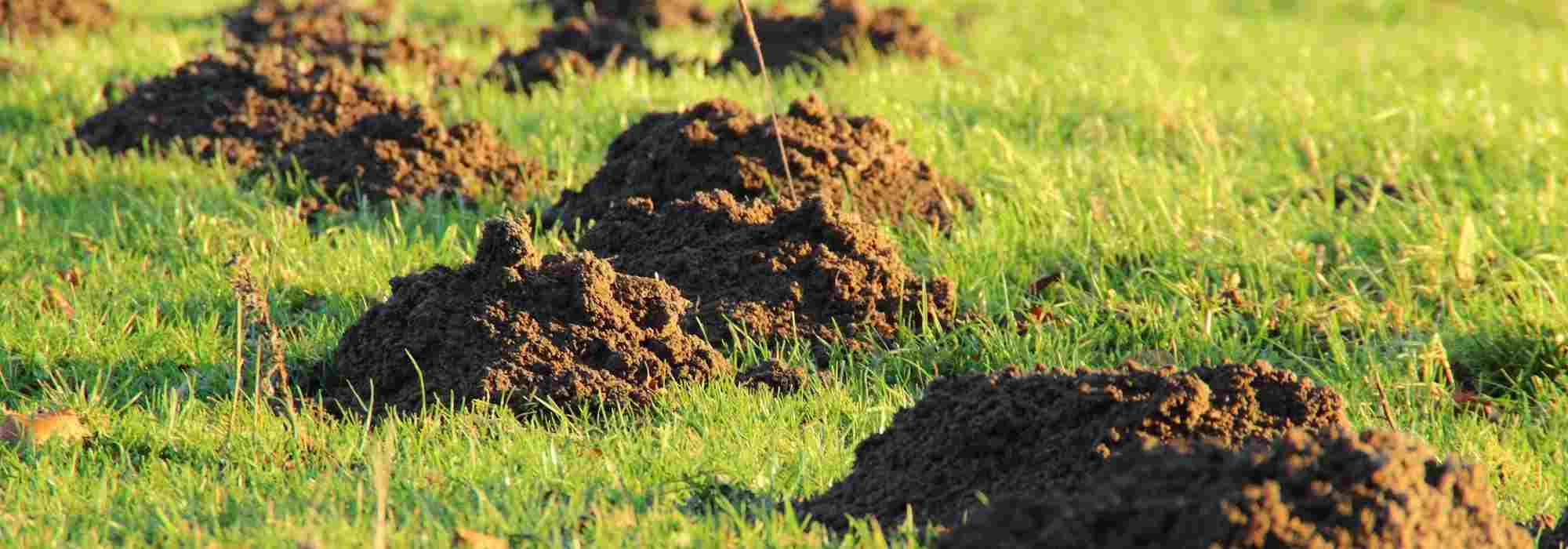 4 plants that repel moles
