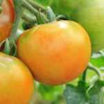 8 mid-season tomatoes