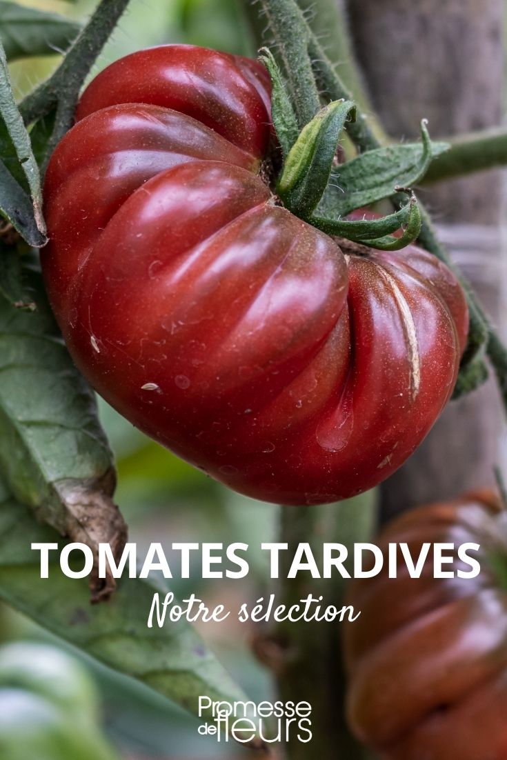 Our Selection of Late-Season Tomatoes