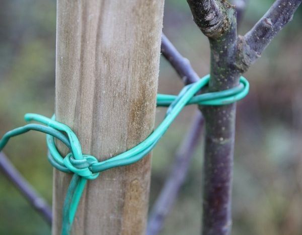 How to stake a fruit tree?