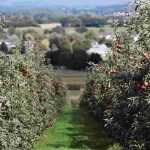 Fruit trees for beginners
