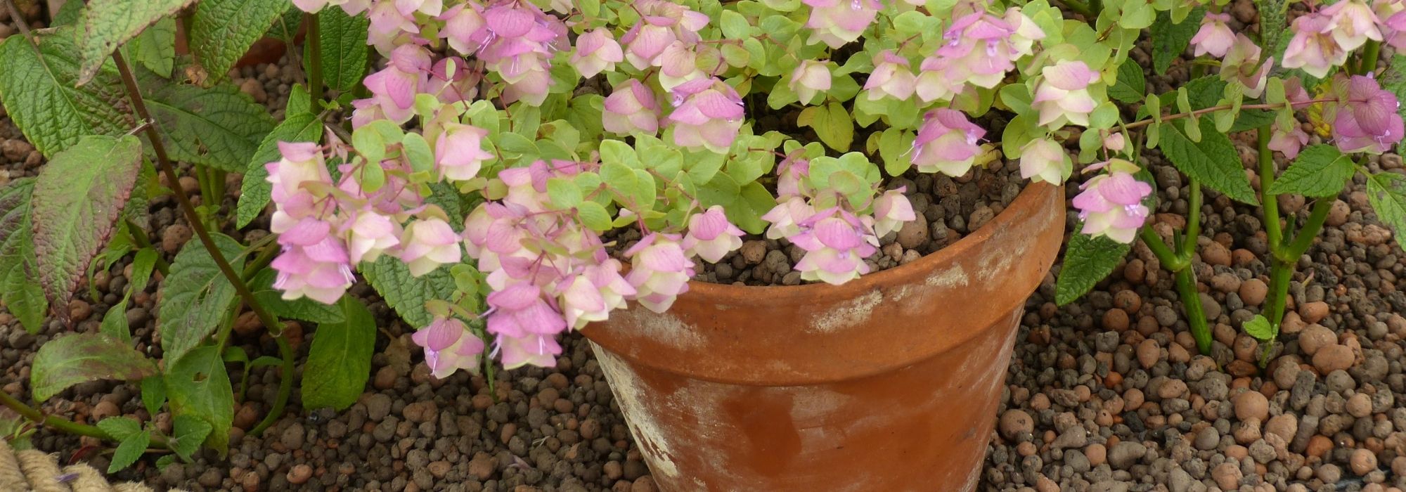 7 perennials to grow in pots on a south-facing balcony