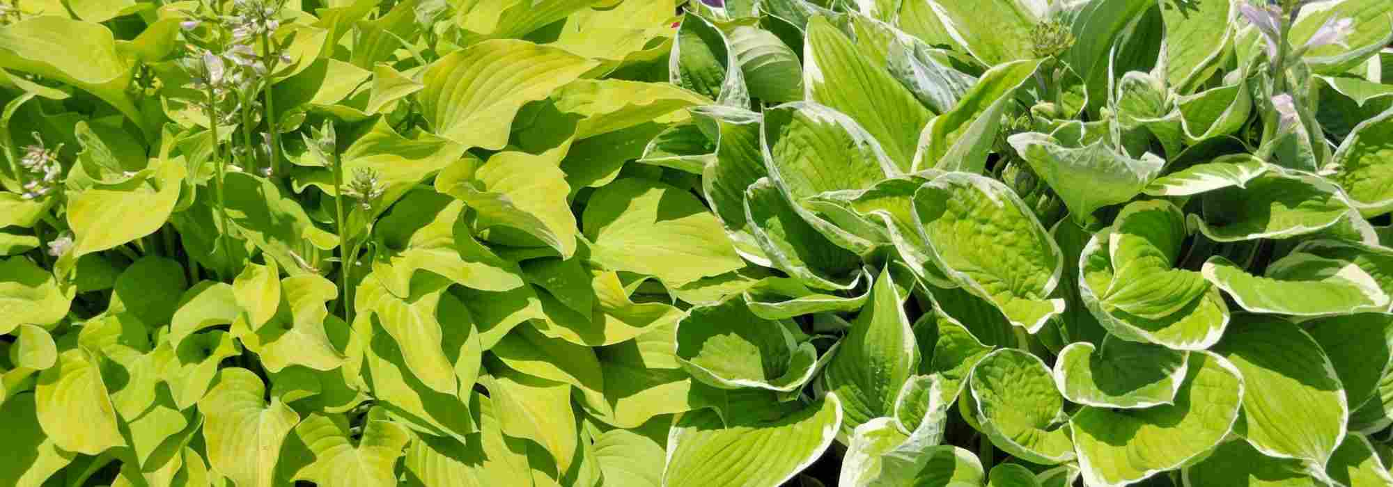 10 stunning perennials with golden or yellow foliage