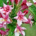 How to choose a Weigela?