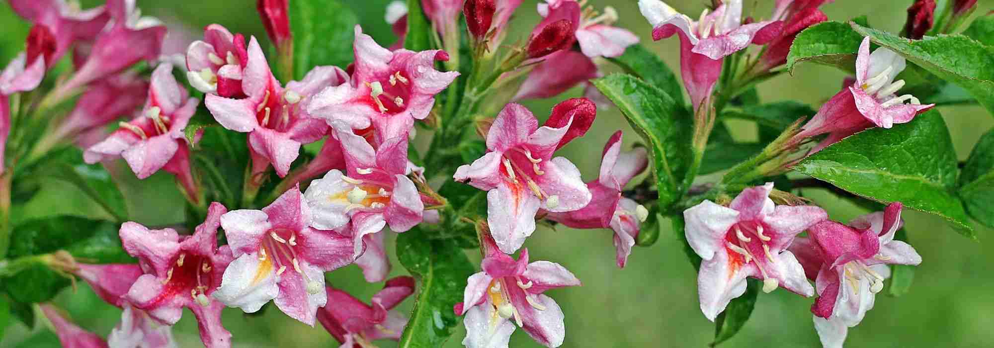 How to choose a Weigela?