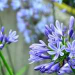 Agapanthus: the 7 hardiest varieties