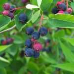 How to harvest and store serviceberry fruits?