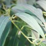 Choosing an eucalyptus
