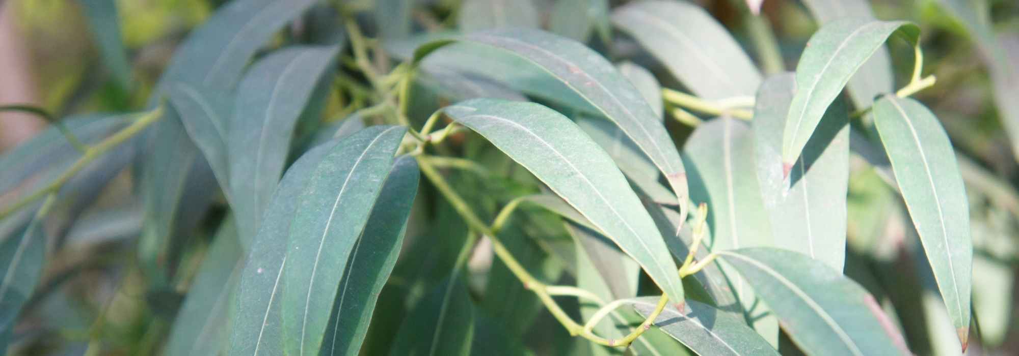 Choosing an eucalyptus