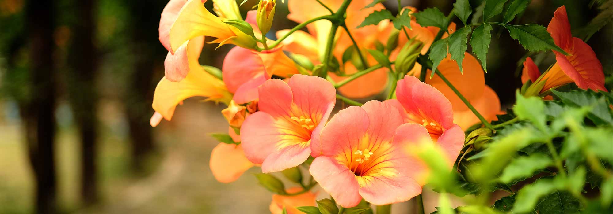 Choosing a trumpet vine