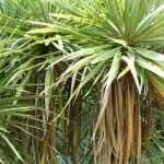 Combining Cordyline