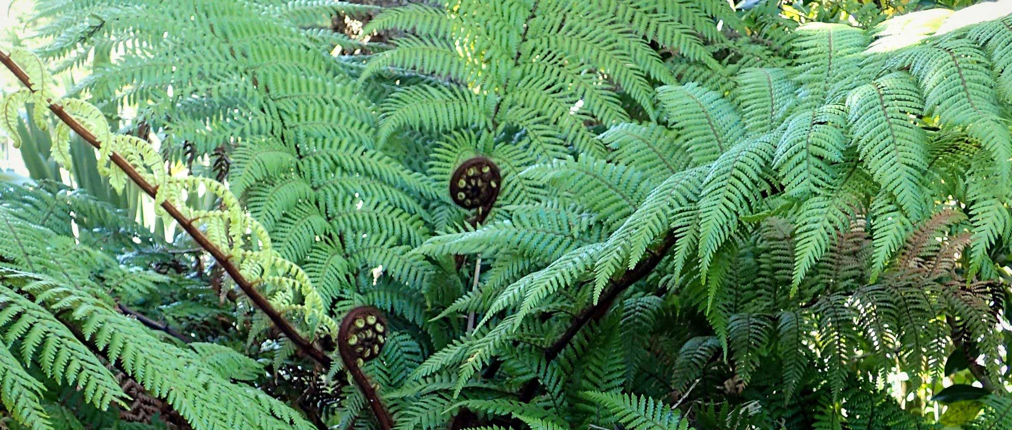Dicksonia: planting, cultivation, and care