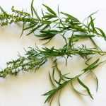 How to dry tarragon?