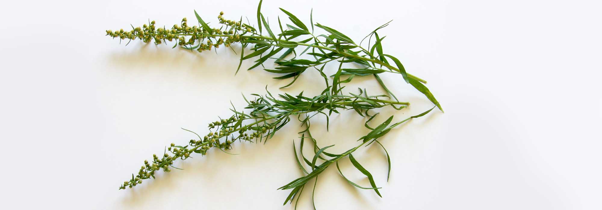 How to dry tarragon?