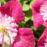 7 ideal Clematis for pots
