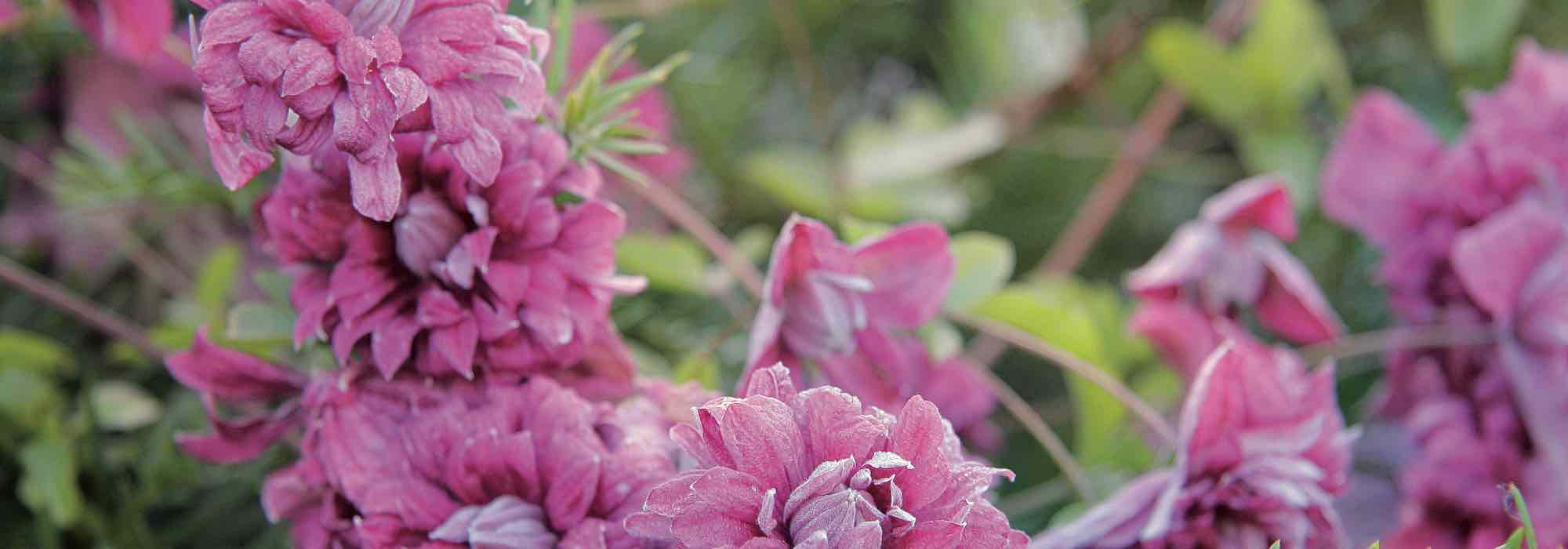 7 pink viticella clematis to plant in the garden!