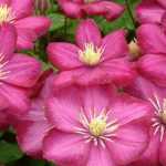 7 purple or red viticella clematis to have in your garden