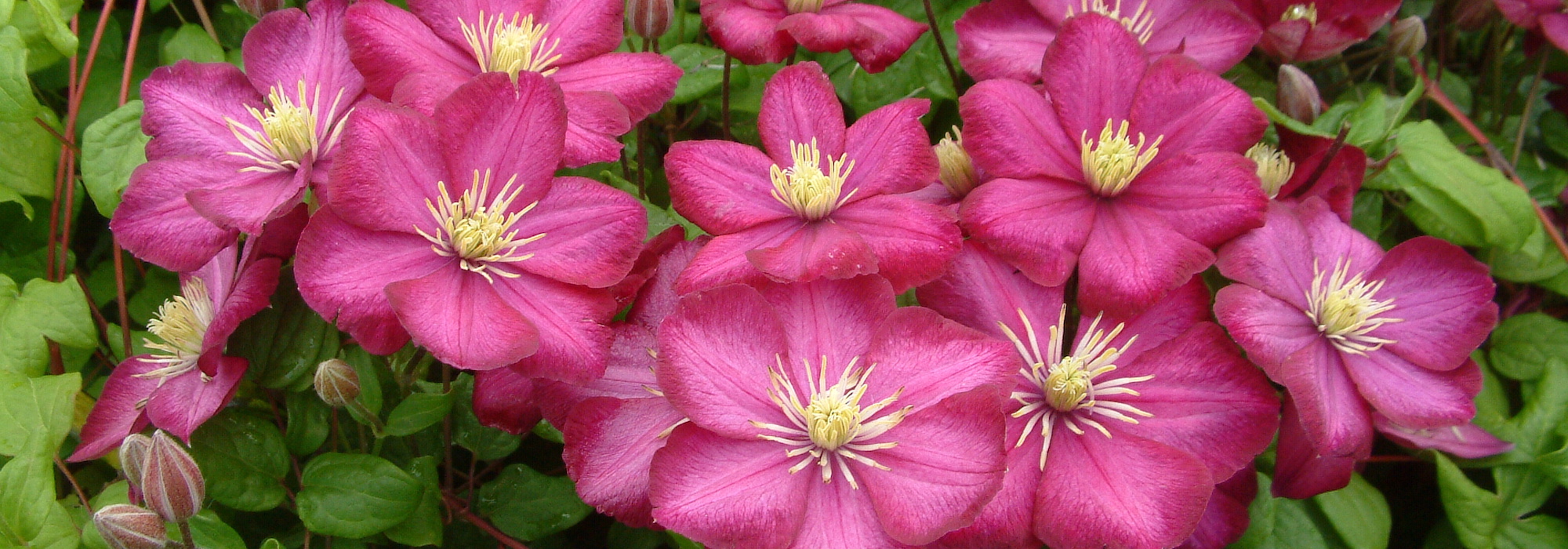 7 purple or red viticella clematis to have in your garden