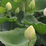 Wintering of pond plants