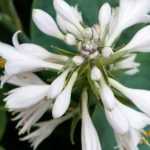 Fragrant Hostas