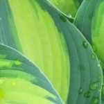 The most beautiful variegated Hostas