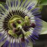Growing a passionflower in a pot