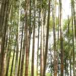 Phyllostachys: planting, growing